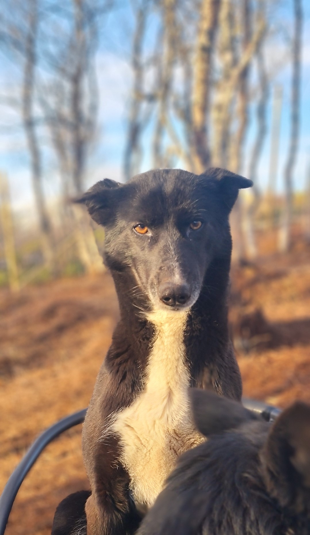 Screenshot_20240920-151847_Gallery